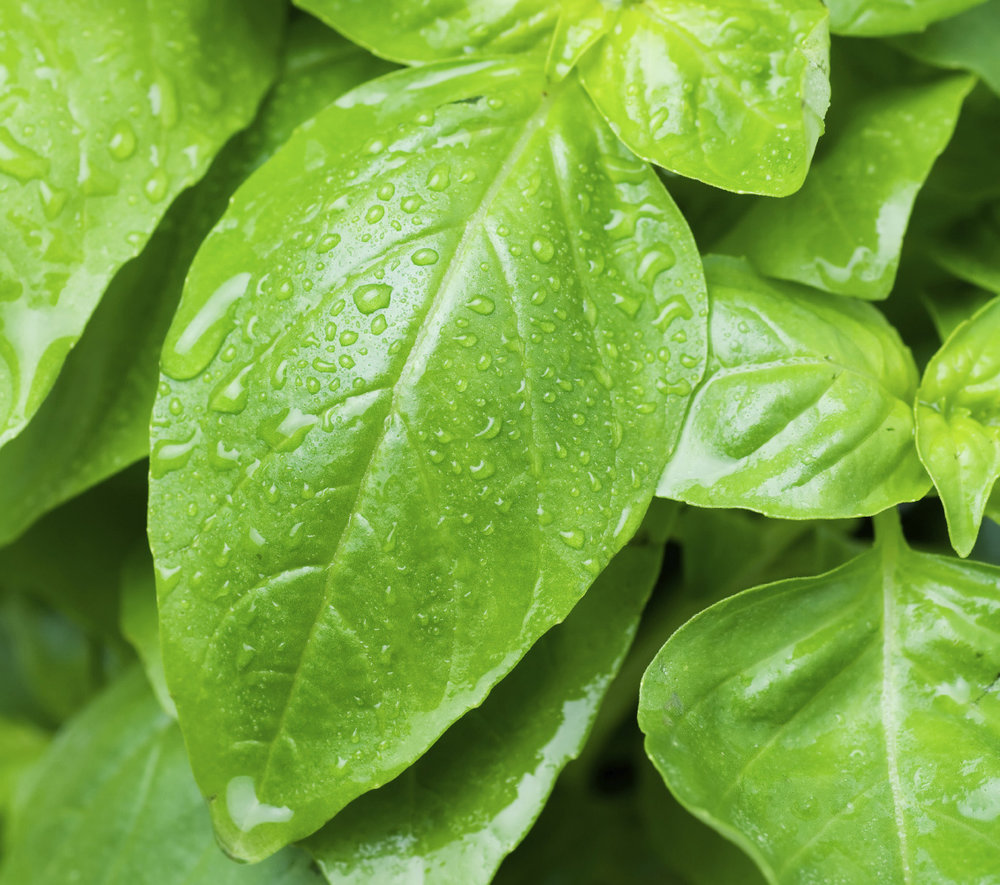 Basil pesto